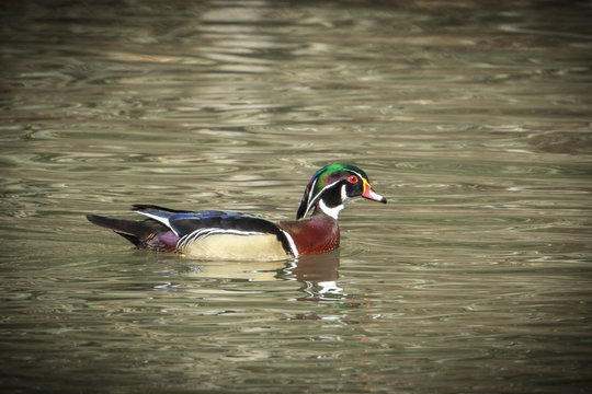 Colorful male wood duck in water.