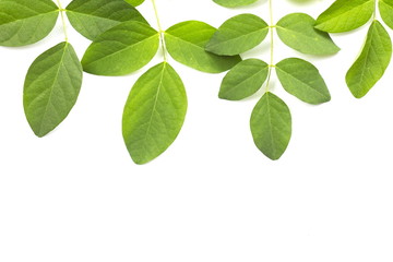 Fototapeta na wymiar Green leaf on white background.
