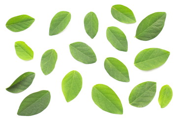 Green leaf on white background.