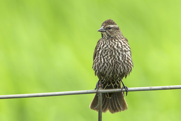 Song sparrow perched on fence.