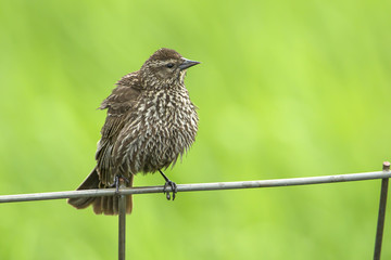 Song sparrow on fence.