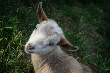 White Goat Blue Eyes