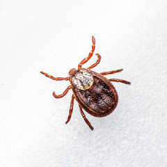 Encephalitis Virus or Lyme Disease Infected Tick Arachnid Insect Pest on White Background