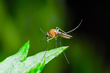 Yellow Fever, Malaria or Zika Virus Infected Mosquito Insect Macro on Green Background