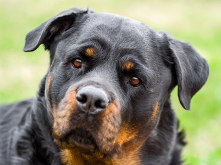 Rottweiler Dog Portrait