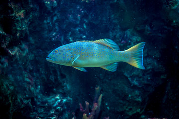 Fototapeta na wymiar Blue spotted grouper : Plectropomus maculatus fish in aquarium tank.