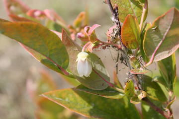 Vaccinium uliginosum or bog blueberry plant with white flower