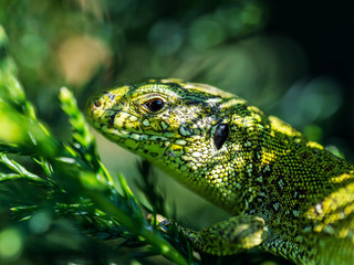 Male Lacerta Agilis Sand Lizard Reptile Animal Macro Close-up