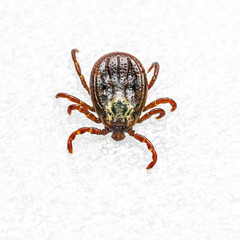 Encephalitis Virus or Lyme Disease Infected Tick Arachnid Insect Pest Crawling on White Background