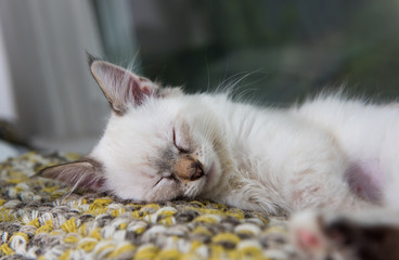 Kitten Sleeping After Playing with Friend