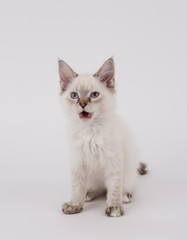 Young White Kitten with Brown Tips on Plain Background