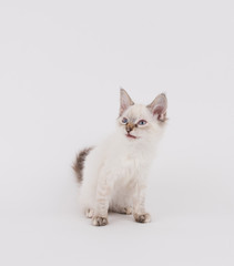 Fototapeta na wymiar Young White Kitten with Brown Tips on Plain Background