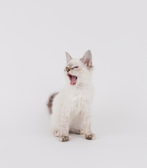 Young White Kitten with Brown Tips on Plain Background