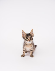 Brown Tabby Shorthaired Kitten Sitting on Light Colored Background in Studio