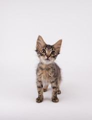 Brown Tabby Shorthaired Kitten Sitting on Light Colored Background in Studio