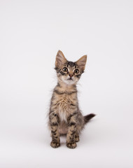 Brown Tabby Shorthaired Kitten Sitting on Light Colored Background in Studio