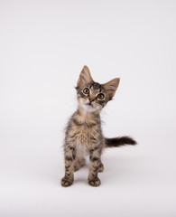 Naklejka premium Brown Tabby Shorthaired Kitten Sitting on Light Colored Background in Studio