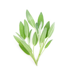 Sage herb isolated on white background