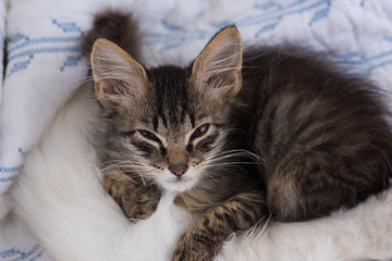 Tiny Kitten Sleeping on White Blanket