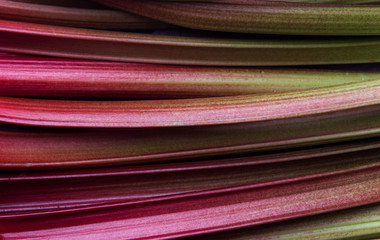 Abstract Background of Fresh Organic Rhubarb Stalks 