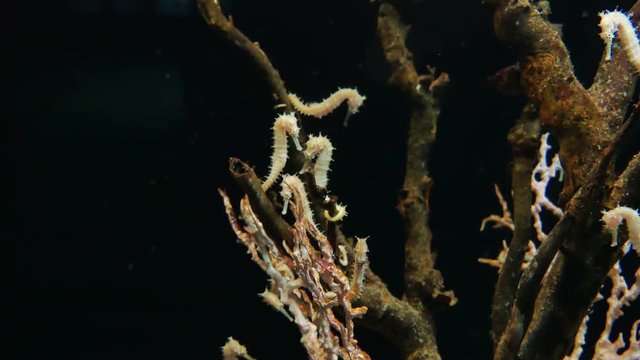 White seahorses on the coral reefs.