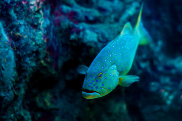 Blue spotted grouper or scientific name Plectropomus maculatus fish in aquarium tank.