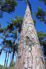 Fototapeta premium Wood bark