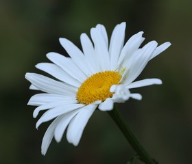 Fototapeta premium daisy