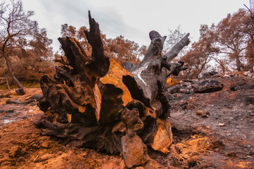 Large oak tree hit by fire