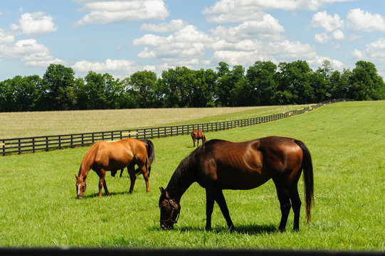 Thoroughbreds grazing on a horse farm in Kentucky