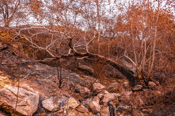 Large tree burnt by fire
