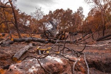 Large trees destroyed by fire
