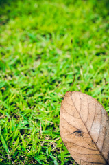 Green grass field and dry leaf