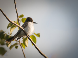 Cuban Pewee - Contopus Caribaeus