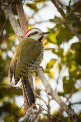 Cuban Green Woodpecker - Xiphidiopicus percussus