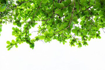 Green leaf branch tree frame on white background.