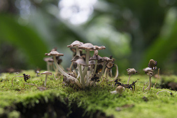 Pilze auf Moos