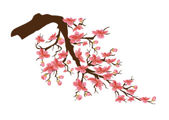 Chinese new year. Sakura flowers background. cherry blossom isolated white background