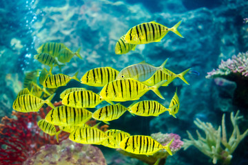Fototapeta na wymiar Golden Trevally fish scientific name Gnathanodon speciosus fish in aquarium tank.