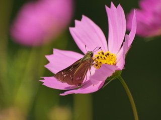 秋桜に佇むセセリチョウ
