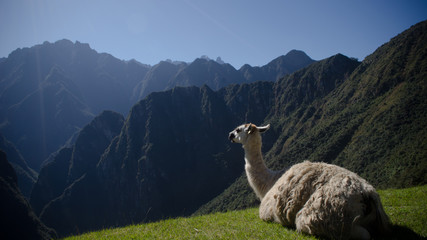 Schöner Lama, der die Aussicht von Machu Pichu . genießt