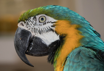 Tropical parrot head closeup in Thailand
