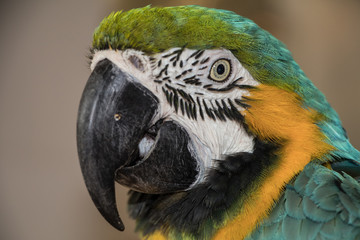 Tropical parrot head closeup in Thailand
