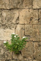 Ancient Ruins at Bohol Island, Philippines