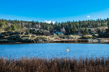 Sweden swan lake
