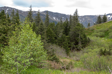 Mountain view from Mt. Roberts, Juneau, Alaska