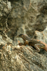 Rare Yellow Spotted Lizard,Philippines