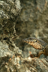 Rare Yellow Spotted Lizard,Philippines