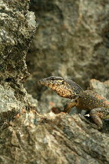 Rare Yellow Spotted Lizard,Philippines