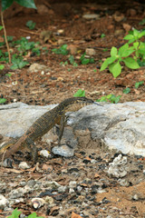 Rare Yellow Spotted Lizard,Philippines